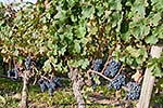 Weintrauben nahe Bordeaux