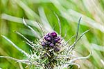 Diestel, die Nationalblume Schottlands