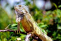 Iguanaechse