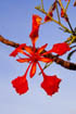 Flamboyantbluete