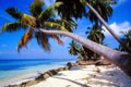 Palme am Strand von Gan