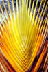 "Baum der Reisenden" Ravenala Madagascariensis