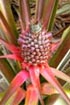 blühende Ananas