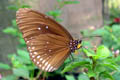 Schmetterling