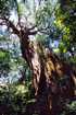 Rincon de la Vieja