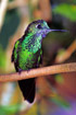 Kolibri