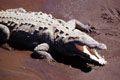 Krokodil am Rio Tarcoles