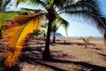 Palme in der Bucht von Jaco