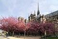 Kirschblüten bei Notre Dame