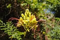 Paradiesvogelbusch, Caesalpinia gilliesii