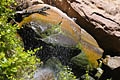 Kleiner Wasserfall im Zion NP