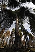 Sequoia Mammutbaum