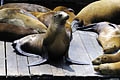 Seelöwen am Pier 39 in San Francisco